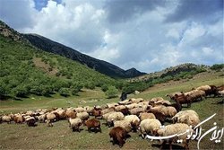 اصلاح و احیای ۱۰۱ هزار هکتار اراضی مرتعی کشور