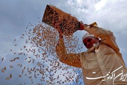 هزینه واردات مواد غذایی نزدیک به رکورد ۲ تریلیون دلار