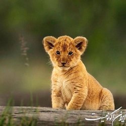 توله شیر کشف شده کجا نگهداری می‌شود؟