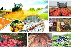نمایشگاه عرضه مستقیم محصولات کشاورزی برگزار می شود