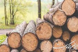 قاچاق چوب ۱۰ درصد بیشتر از آمارهای ارائه شده است
