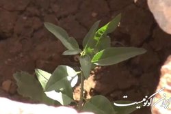 عزم جدی سازمان منابع طبیعی برای تولید و کاشت یک میلیارد نهال