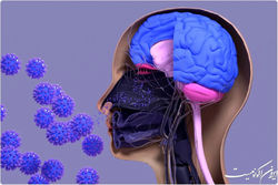 عفونت‌های ویروسی سیستم بویایی پیشرفت آلزایمر را تسریع می‌کند