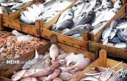 آموزش بستری برای توسعه شیلات در کشور
