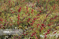 با این نوع چای، به جنگ سرطان ریه بروید