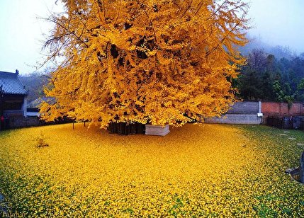 درخت هزار ساله ژینکو در چین