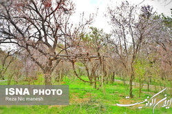 نفوذ توده هوای سرد و تنش دمایی در استان‌های ساحلی دریای خزر