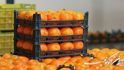 محدودیت صادرات سیب درختی و پرتقال رفع شد