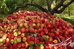 صادرات ۵۵۰ هزار تن سیب در ۱۱ ماهه سال گذشته