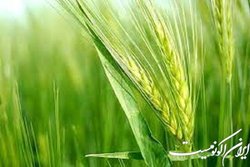 کمیسیون کشاورزی افزایش نرخ خرید گندم به کیلویی ۱۷ هزار تومان را پیشنهاد داد
