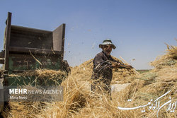 پیش‌بینی خرید ۸.۵ میلیون تنی گندم در سال زراعی جاری
