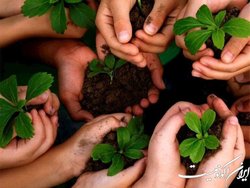 هدفگذاری کاشت ۸ میلیون اصله نهال در استان تهران