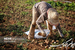 رفع محدودیت های صادرات سیب زمینی