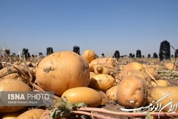 مجوز صادرات ۲۰ هزار تن سیب زمینی تا پایان اردیبهشت ماه صادر شد