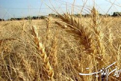 مبارزه ۴۰۰ هزار هکتاری با بیماری‌های گندم