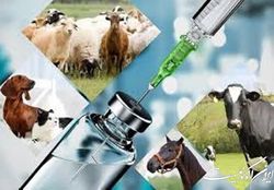 درخواست رییس سازمان نظام دامپزشکی برای حذف نماد تجارت الکترونیک واحدهای غیرمجاز دامپزشکی