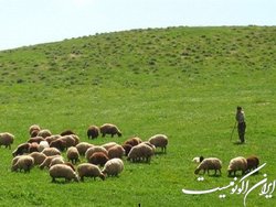 تقش موثر چرای بی رویه دام بر وقوع سیلاب