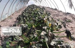 تنش دمایی و کاهش محسوس دما از روز جمعه