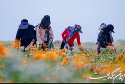 ضرورت اجرای الگوی کشت و توسعه زراعت دیم با بهره گیری از تکنولوژی