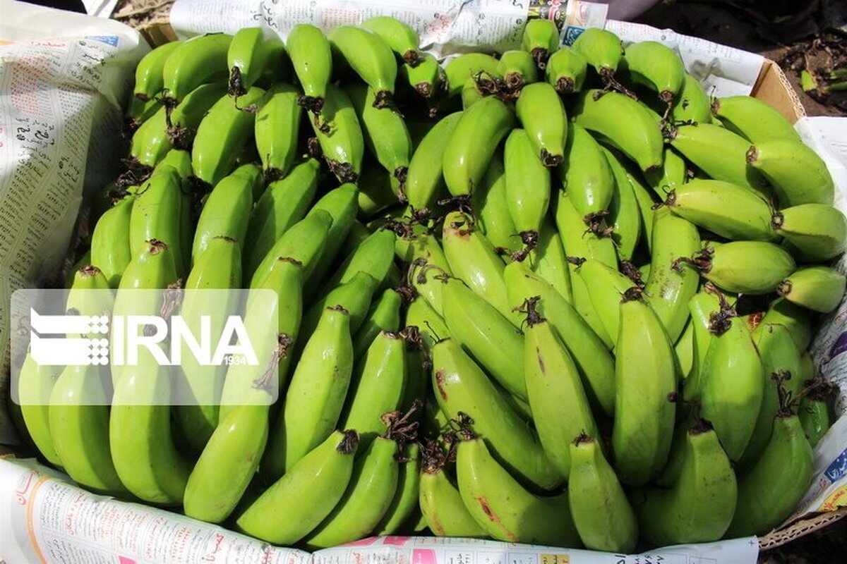 افزایش قیمت موز به دلیل نوسان عرضه