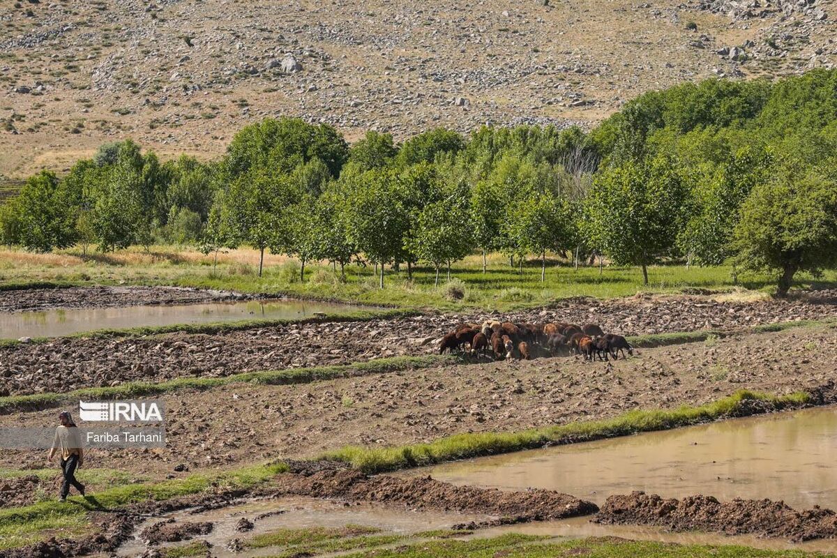 ایجاد ساختار برای تولی‌گری توسعه روستایی در برنامه هفتم توسعه