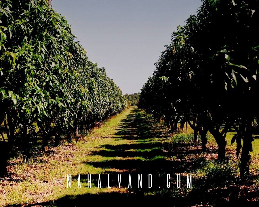 سپرده گذاری در بازار نهال ایران، سود کلانی به شما می رساند