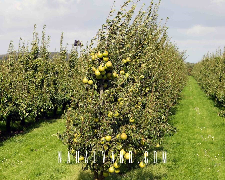 سپرده گذاری در بازار نهال ایران، سود کلانی به شما می رساند