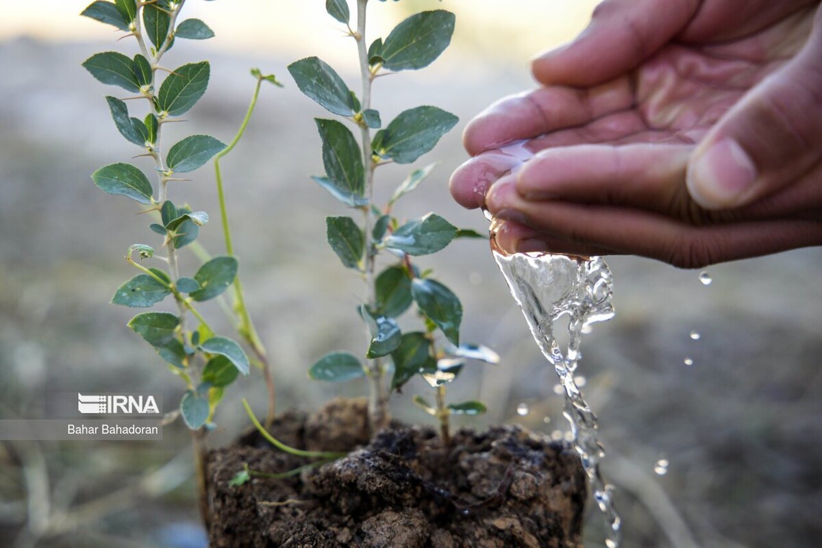 کاشت یک میلیارد درخت، راهکاری برای برون‌رفت از معضلات زیست محیطی است