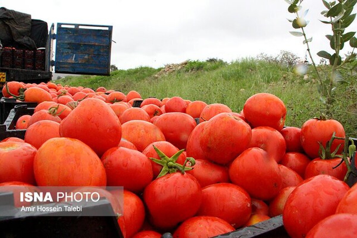 کاهش عوارض صادراتی گوجه فرنگی