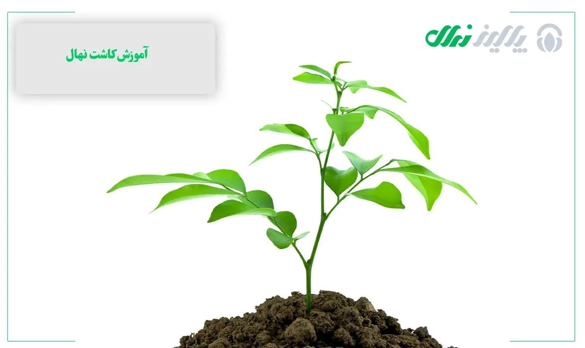 خرید درخت: انتخاب درختان با مقاومت بالا در برابر شرایط محيطی خرید درخت: انتخاب درختان با مقاومت بالا در برابر شرایط محيطی