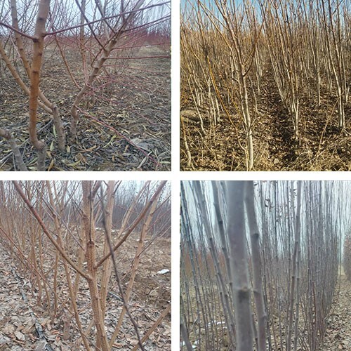 خرید درخت: انتخاب درختان با مقاومت بالا در برابر شرایط محيطی خرید درخت: انتخاب درختان با مقاومت بالا در برابر شرایط محيطی