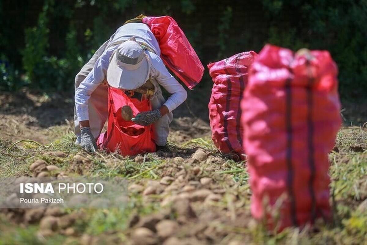 نبود اطلاعات دقیق؛ معضل مازاد تولید محصولات کشاورزی