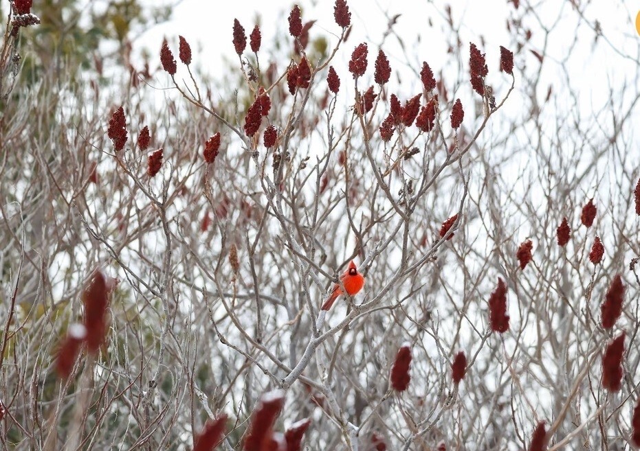 دانلود عکس/سرزمین برف و یخ