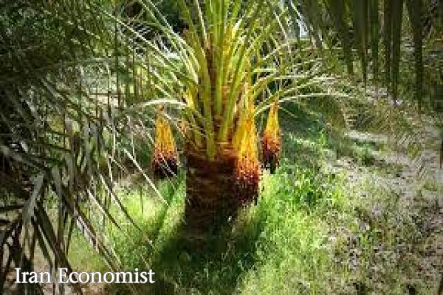 نمایشگاه بوشهر/ نمایشگاه تخصصی خرما نمایشگاه بوشهر/ نمایشگاه تخصصی خرما