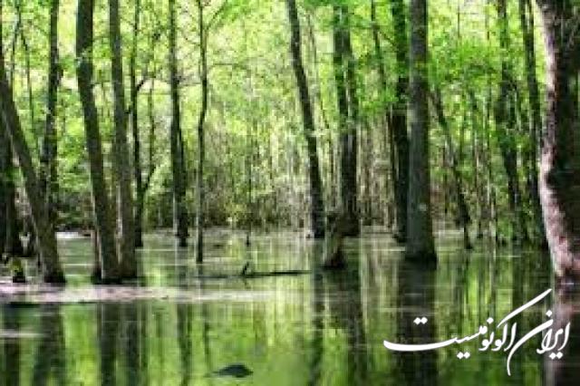 دانلود عکس/ اینجا ایران است مرداب سراوان