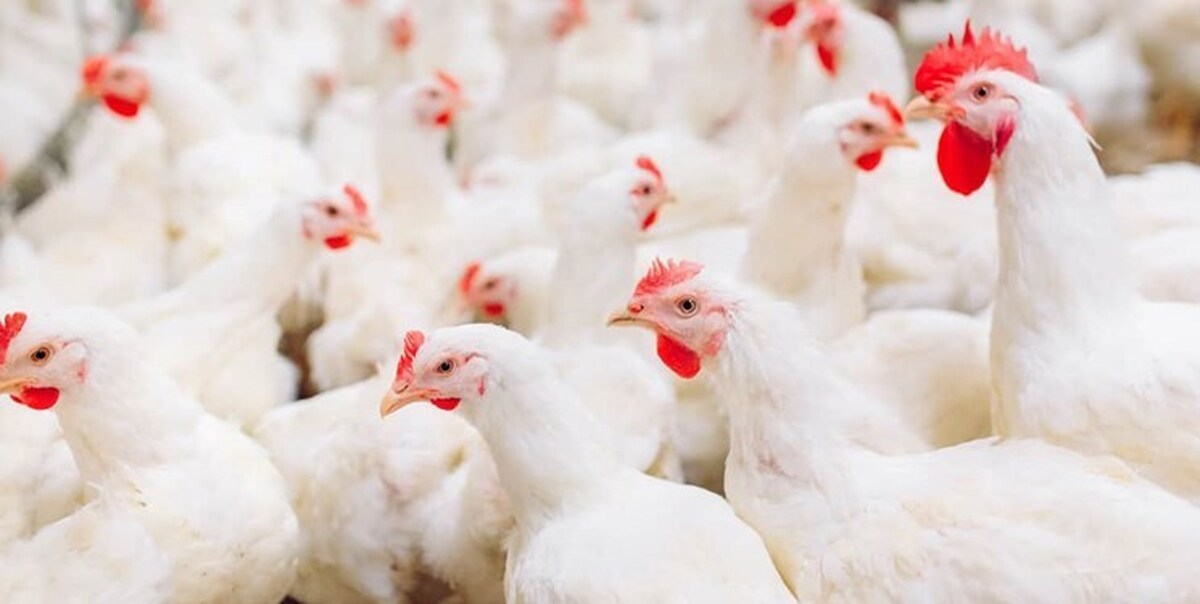 بهبود ضریب تبدیل مرغ نژاد آرین و کاهش تلفات این نژاد ‌