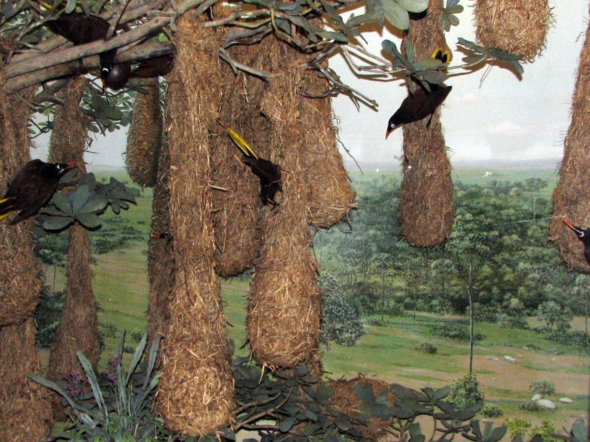 دانلود عکس/ جنگلی پر از لانه