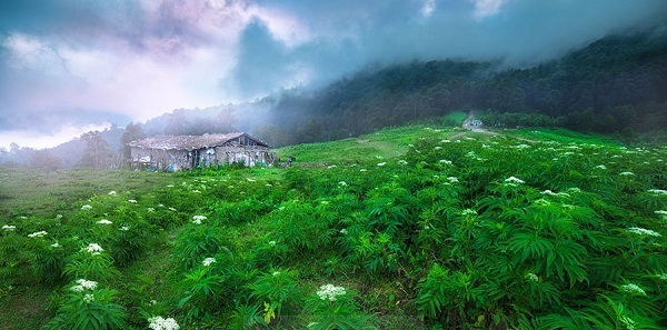 دانلود عکس/ جنگلی های زیبای ایران