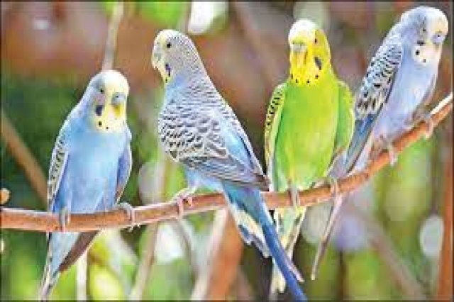 دانلود عکس/ پرنده های زینتی