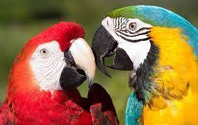 دانلود عکس/ پرنده های زینتی