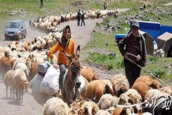 عبور از بزرگراه‌ها و تأمین ایمنی دام‌ها ازمشکلات عشایر استان تهران