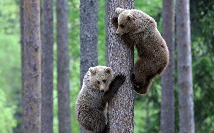 (ویدئو) مهارت بالای دو خرس وحشی در بالا رفتن از درخت!