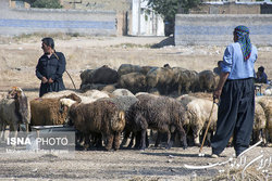 تا بازار داخل به ثبات نرسد صادرات دام زنده ممنوع است