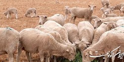 عربستان برای ایام حج خرید دام زنده از استرالیا را از سر می‌گیرد