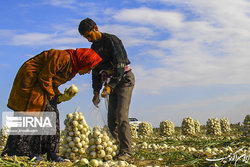 تشکیل ۴۴۷ کمیسیون نظارت بر اصناف کشاورزی و استقرار دبیرخانه در تعاون روستایی