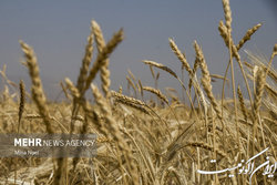 قیمت خرید تضمینی گندم در هاله ای از ابهام