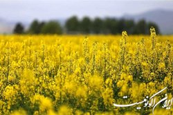 ایجاد زیرساخت فروش کنجاله کلزا، سورگوم و ترتیکاله در بازارگاه