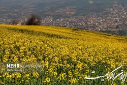 ۹۷۰ میلیارد تومان از مطالبات کلزاکاران پرداخت شد