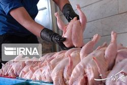 تداوم توزیع روزانه ۱۲۰۰ تن گوشت مرغ در استان تهران