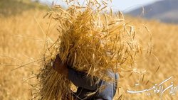 پرداخت ۵۰ درصد مطالبات گندمکاران با واریز ۲۵.۶ هزار میلیارد تومان
